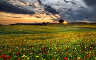 Картинка поле, облака, field, clouds, вечер, цветы, деревья, flowers