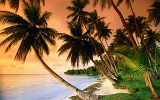 Картинка пальмы, закат, трава, море, океан, песок