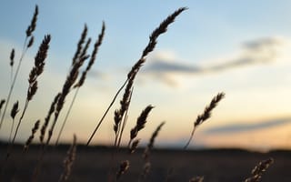 Картинка поле, небо, красота, природа, закат, пейзаж, весна, макро