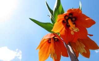 Картинка небо, макро, оранжевый, flowers, цветы