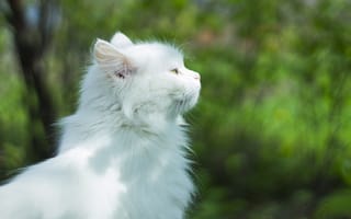 Картинка кот, животное, милость, милашка
