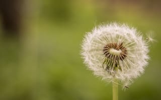 Картинка цветы, природа, одуванчик, весна