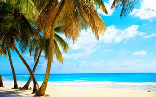 Картинка пальмы, vacation, sea, ocean, beach, пляж, tropical, берег, palms, море, песок, paradise, summer, тропики