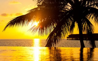 Картинка солнце, отражения, пирс, пальма, Бассейн, вода