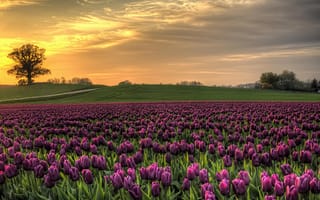 Обои поле, Дания, тюльпаны, закат, небо, природа