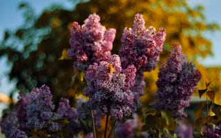 Картинка небо, бабочка, боке, сирень