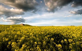 Картинка цветы, Италия, Лацио, flowers, Montalto di Castro, Монтальто-ди-Кастро, Lazio, Italy