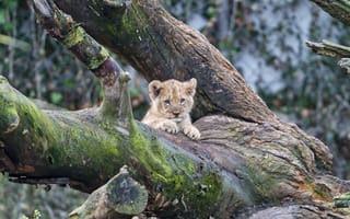 Картинка кошка, мох, детёныш, ©Tambako The Jaguar, котёнок, дерево, львёнок