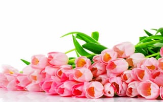 Обои цветы, розовые, tulips, pink, тюльпаны, букет, flowers