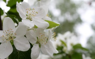 Картинка белый, цветы, яблоня, весна, май
