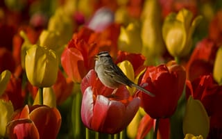 Картинка цветы, стебель, пение, белой шапкой воробей, flowers, white-crowned sparrow, singing, stalks