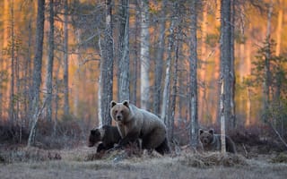 Картинка дикая природа, лес, медведи