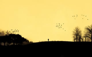 Картинка птицы, закат, небо, человек, деревья, силуэт