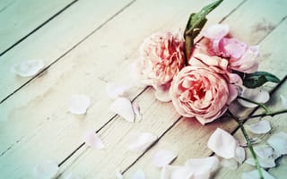 Картинка цветы, petals, розы, лепестки, flowers, roses