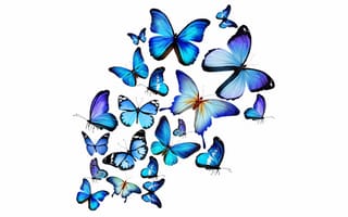 Обои синие, blue butterfly, бабочки