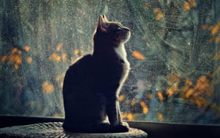 Картинка кошка, вечер, свет, окно, профиль