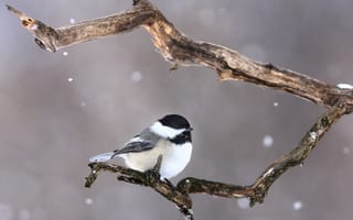 Картинка снег, ветки, snowing, птица, bird, branch