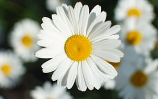Картинка макро, цветы, ромашки, лепестки