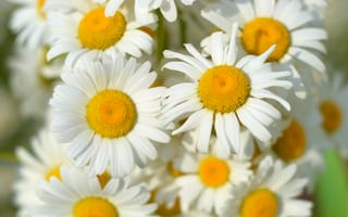 Картинка ромашки, весна, букет, полевые