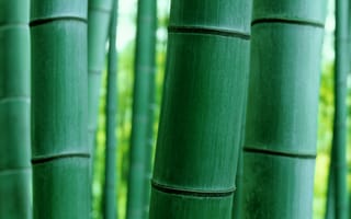 Картинка бамбук, ствол, макро, природа