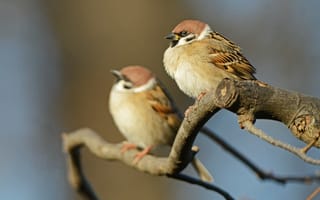 Картинка ветки, воробей, bokeh, пара, боке, couple, sparrows, branch