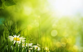 Картинка цветы, лепестки, зеленый, ромашка, боке, трава