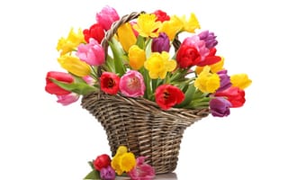 Картинка цветы, тюльпаны, красные, желтые, букет, корзина, нарциссы
