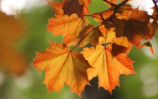 Картинка Макро, осень, ветка, клен, листья