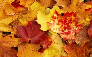 Картинка осень, желтый, листы