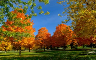 Картинка природа, красота, деревья, листва, свет, отдых, осень, спокойствие, золото, небо, лавочка, скамейка, гармония, ярко, пейзаж, парк, тишина, солнце, свежесть, чистый