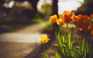 Картинка цветы, весна, улица, тюльпаны