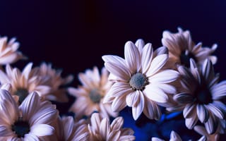 Картинка цветы, голубой, flowers, ромашки, цветочки, красивая, розовые, хризантемы