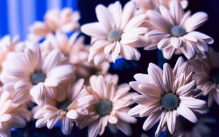 Картинка цветы, голубой, flowers, хризантемы, розовые, цветочки, ромашки, красивая
