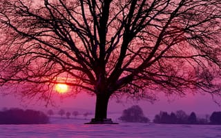 Картинка Зима, красный, солнце, малиновый, деревья, вечер, дерево, снег, сиреневый, закат