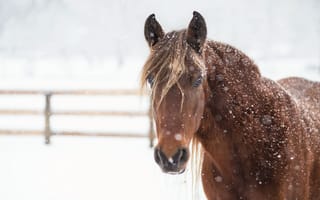 Обои конь, снег, зима