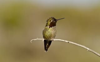 Картинка глаза, ветки, клюв, branch, колибри, eye, beak, Hummingbird