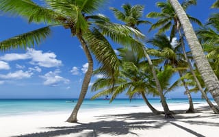 Картинка пальмы, tropical, песок, beach, тропики, paradise, vacation, берег, море, sea, sunshine, ocean, summer, пляж, palms