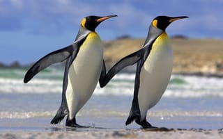 Картинка Животные, любовь, дружба, пингвины