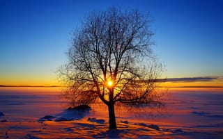 Обои дерево, солнце, зима, небо, снег, закат