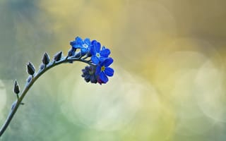 Картинка капли, цветы, drops, flower, боке, bokeh, ветки, бутоны