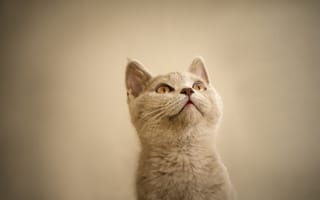 Картинка котенок, интерес, смотрит, глаза, взгляд