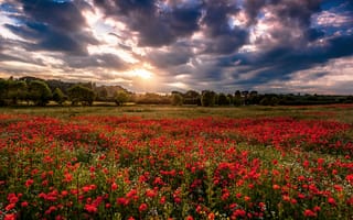 Обои поле, цветы, деревья, Маки, природа, красные, облака