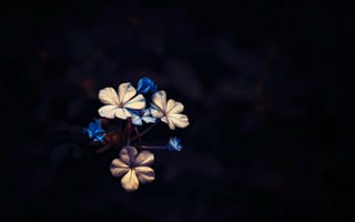 Картинка Little Bloom, цветочки
