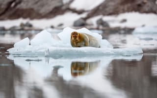 Картинка льдина, тюлень, морской заяц, лахтак, Шпицберген