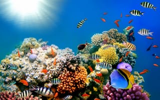 Обои подводный мир, tropical, коралловый риф, fishes, coral, reef, underwater, ocean