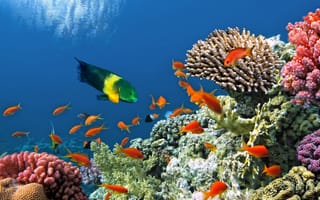 Картинка underwater, ocean, coral, tropical, подводный мир, fishes, reef, коралловый риф, рыбки