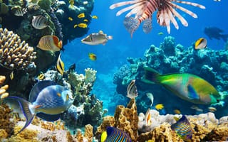 Картинка underwater, океан, рыбки, коралловый риф, подводный мир, tropical, coral, reef, fishes, ocean