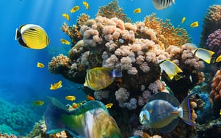Картинка underwater, океан, tropical, coral, подводный мир, reef, ocean, fishes, коралловый риф, рыбки