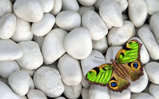 Картинка butterfly, бабочка, камни, colorful, design by Marika, white stones