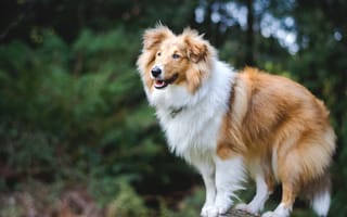 Картинка собака, Шетлендская овчарка, природа, Шелти